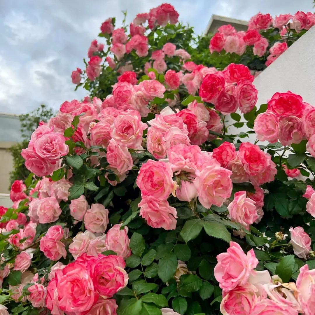 Rose Climbing Sakura Gasumi Seeds ( Sakuragasumic CL)