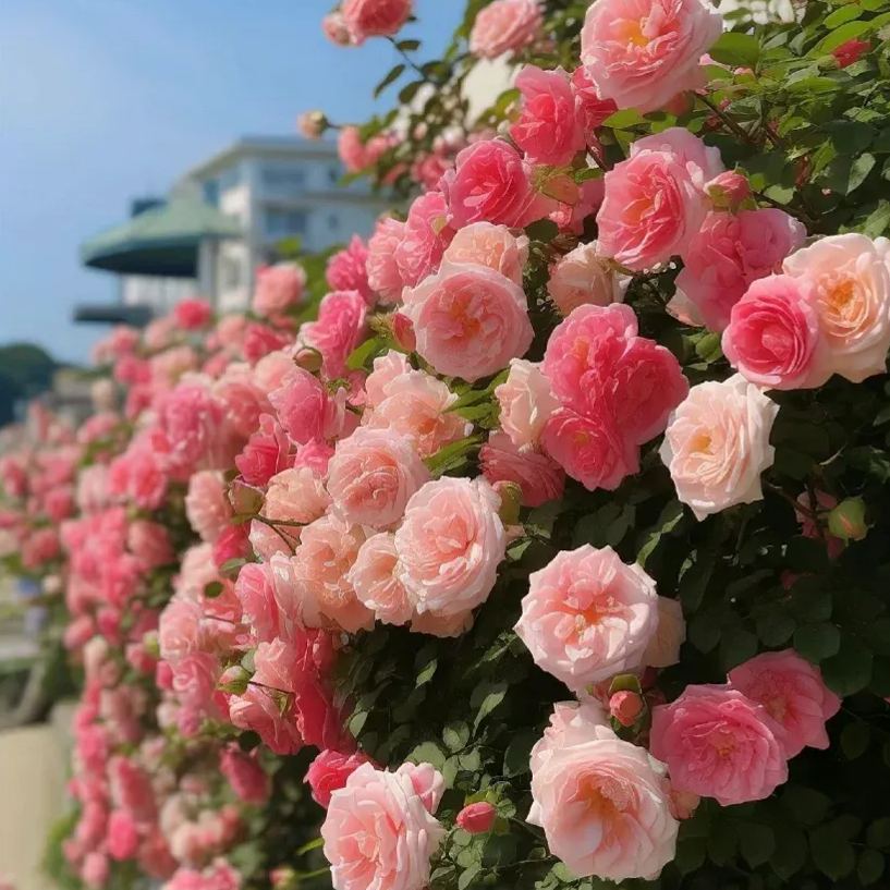 Rose Climbing Sakura Gasumi Seeds ( Sakuragasumic CL)