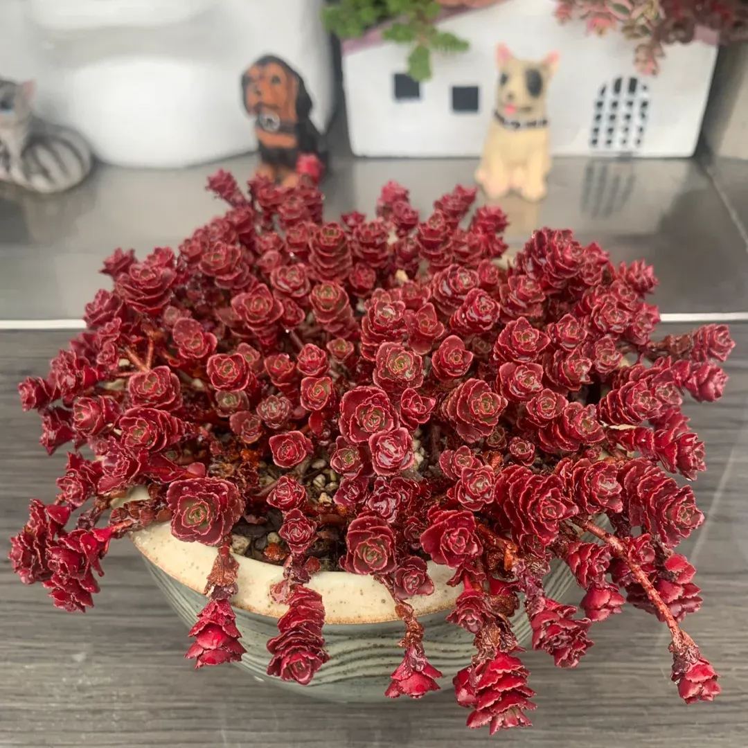 Dragon's blood Sedum, Phedimus spurius 'Schorbusser Blut