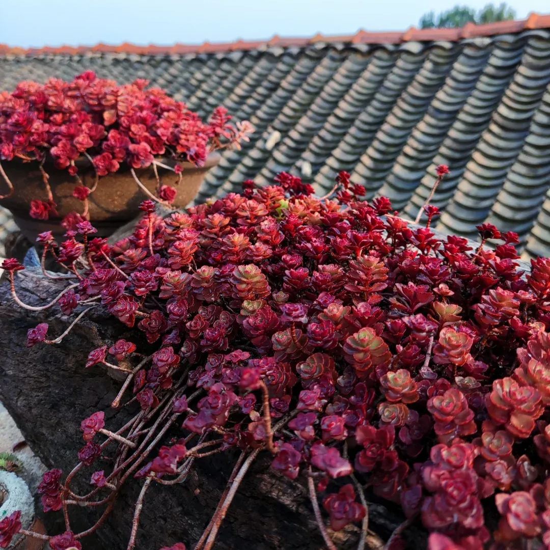 Dragon's blood Sedum, Phedimus spurius 'Schorbusser Blut