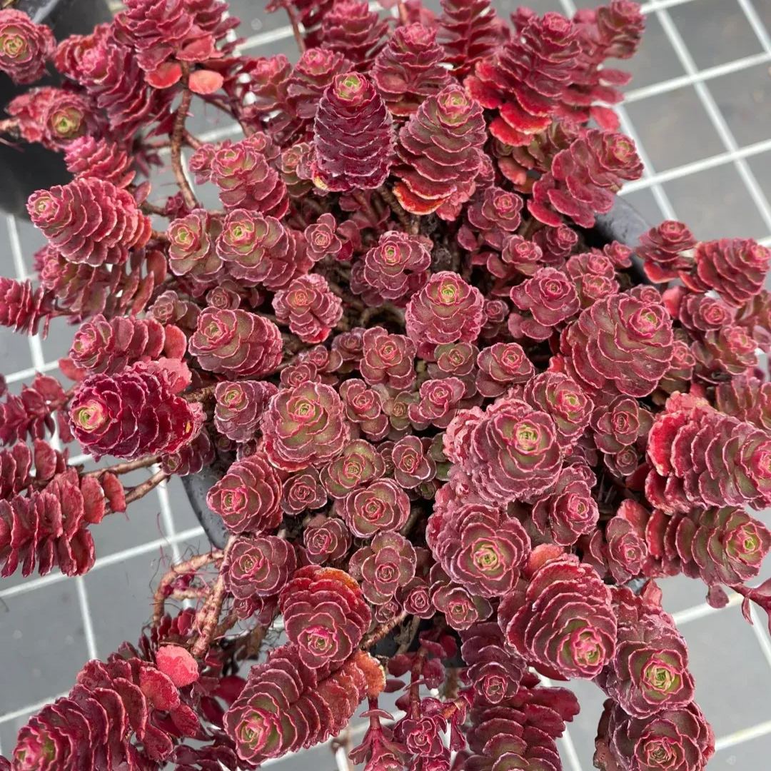 Dragon's blood Sedum, Phedimus spurius 'Schorbusser Blut
