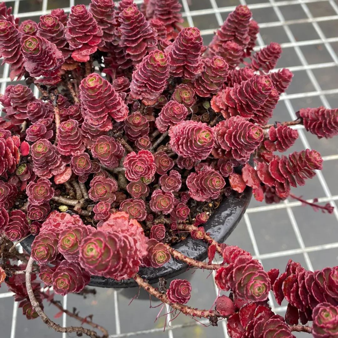 Dragon's blood Sedum, Phedimus spurius 'Schorbusser Blut