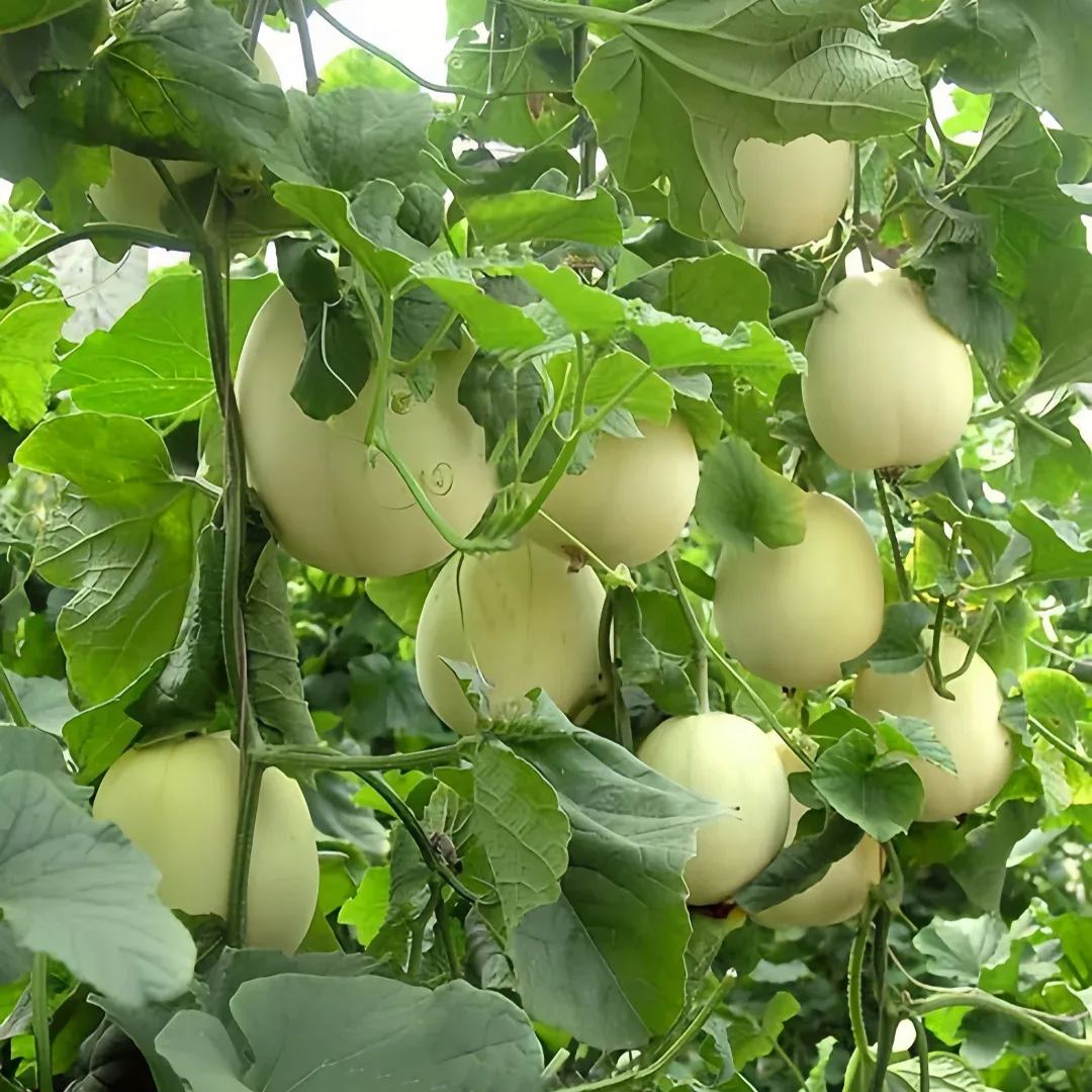 White Honeydew Melons Seeds
