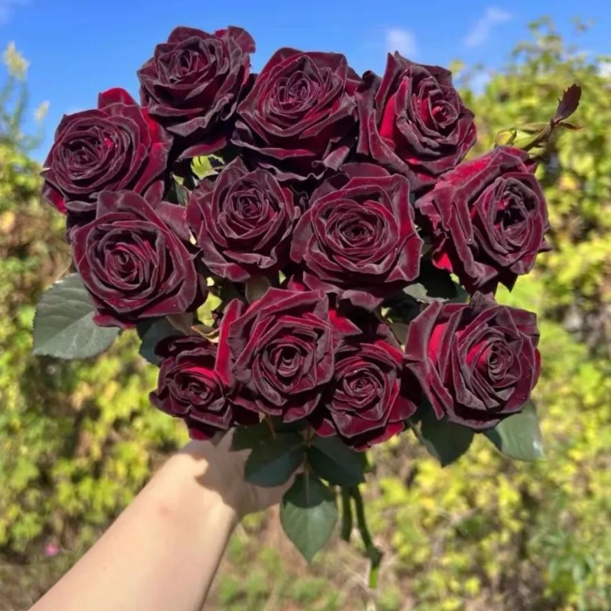 Black Baccara True Blood Hybrid Tea Rose Flower Seeds