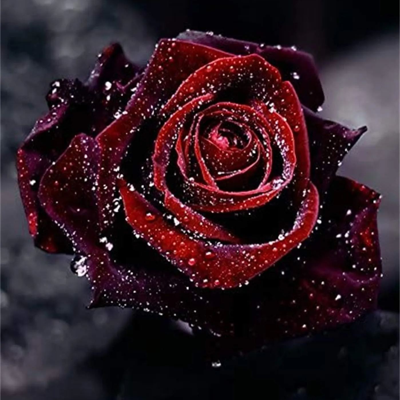 Black Baccara True Blood Hybrid Tea Rose Flower Seeds
