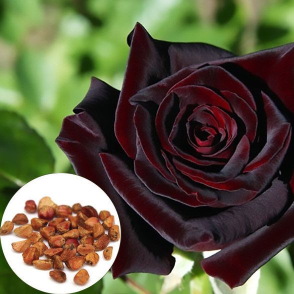 Black Baccara True Blood Hybrid Tea Rose Flower Seeds
