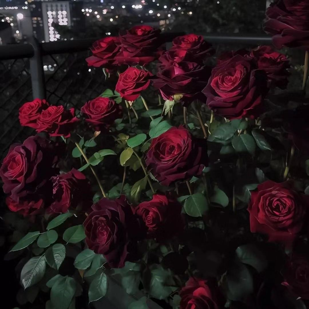 Black Baccara True Blood Hybrid Tea Rose Flower Seeds