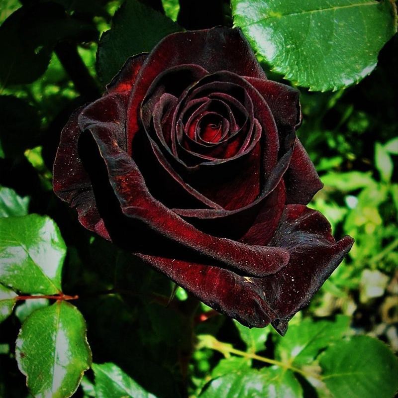 Black Baccara True Blood Hybrid Tea Rose Flower Seeds