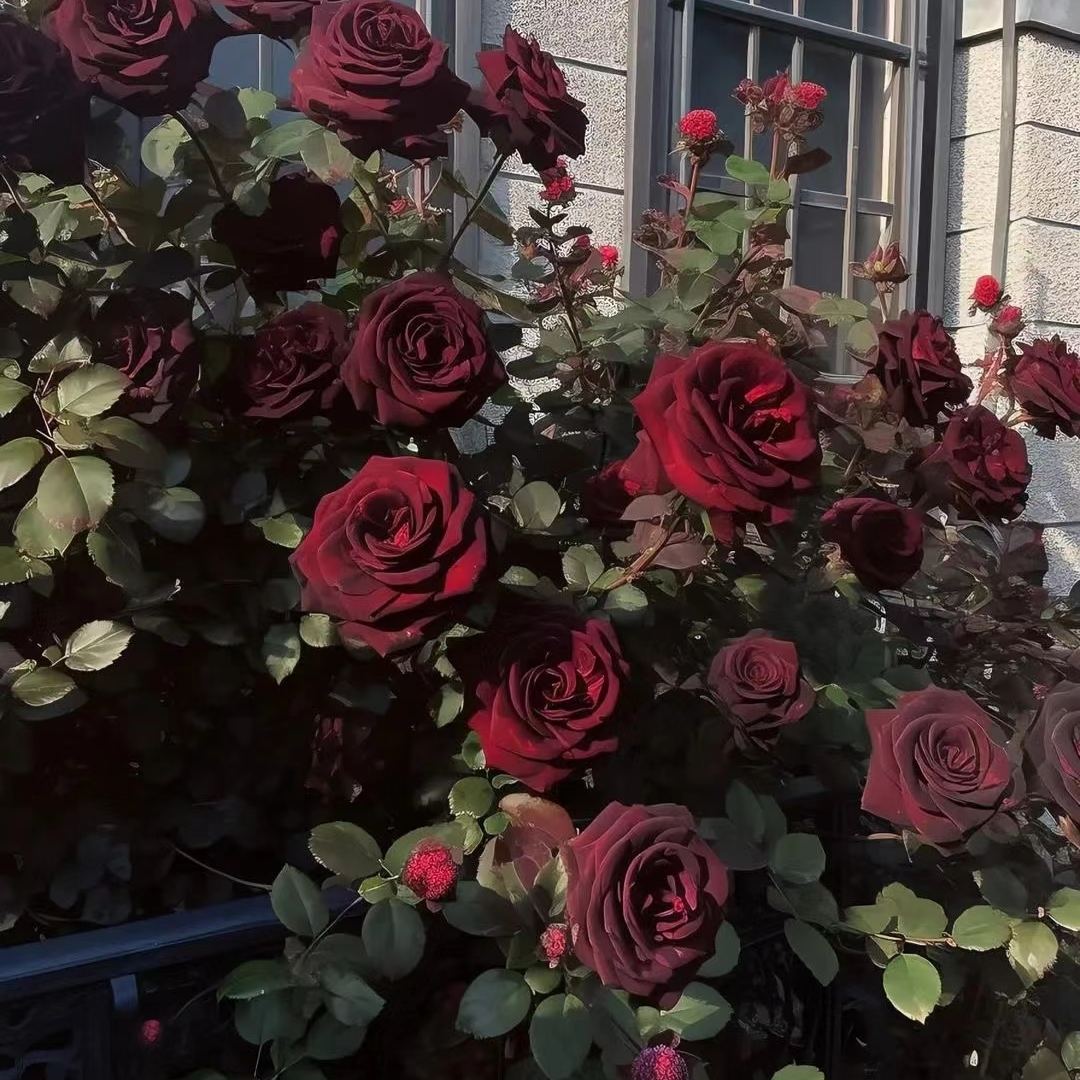 Black Baccara True Blood Hybrid Tea Rose Flower Seeds