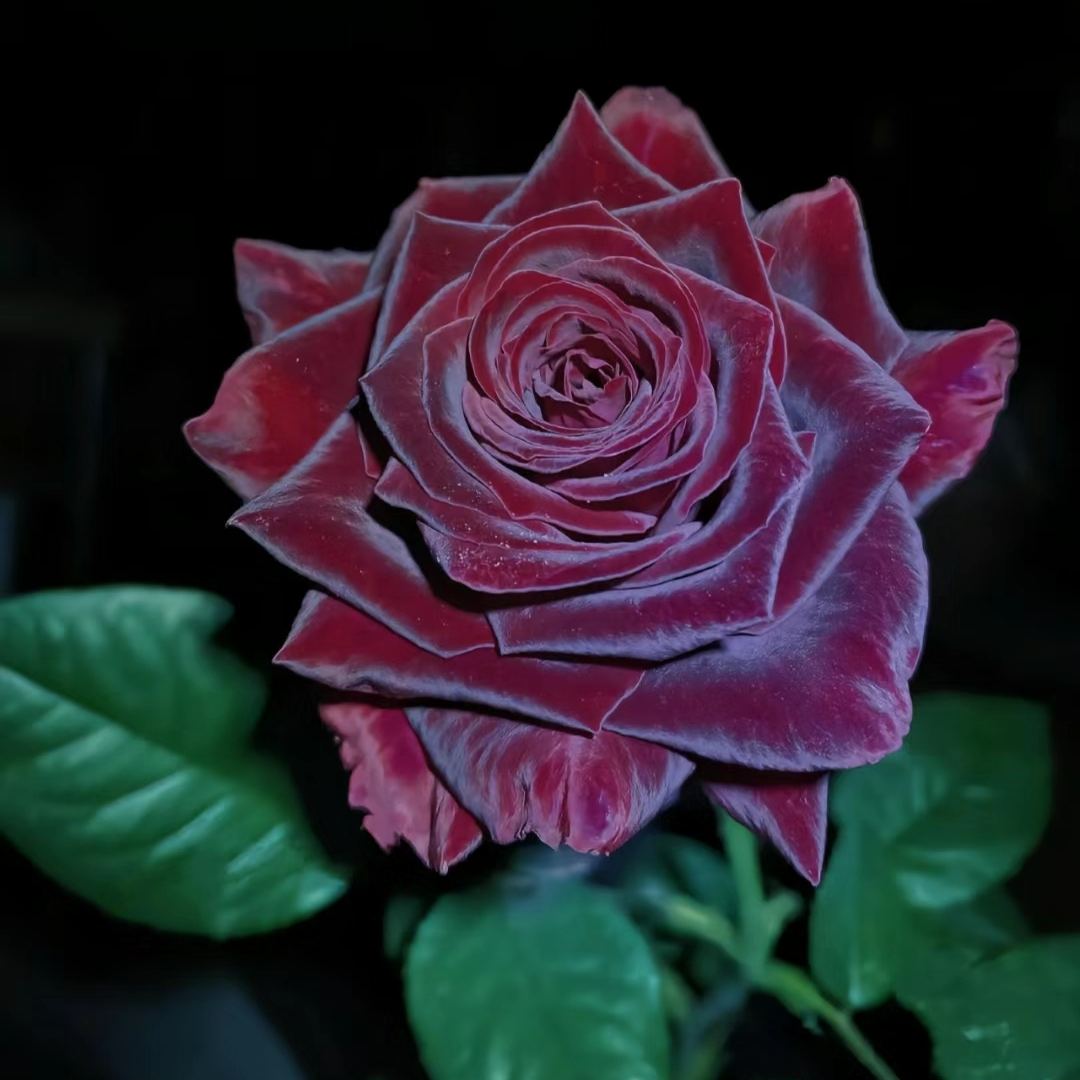 Black Baccara True Blood Hybrid Tea Rose Flower Seeds