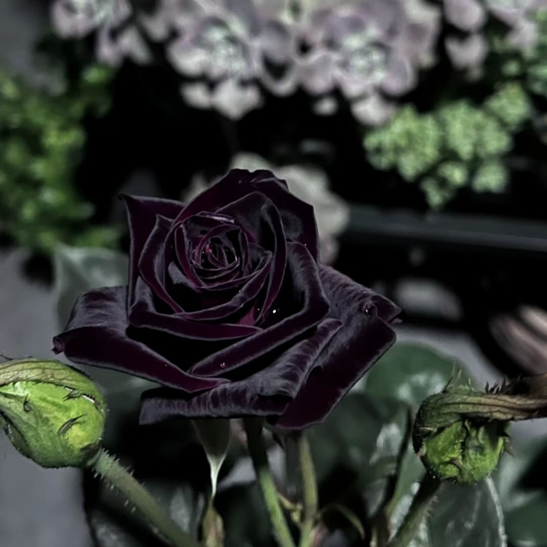 Black Baccara True Blood Hybrid Tea Rose Flower Seeds