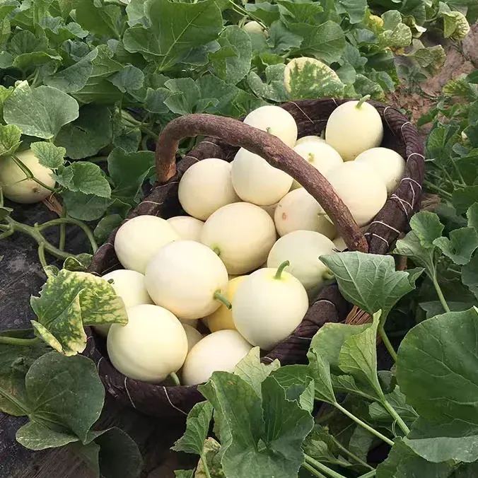 White Honeydew Melons Seeds