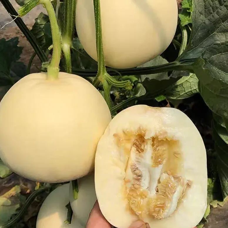 White Honeydew Melons Seeds