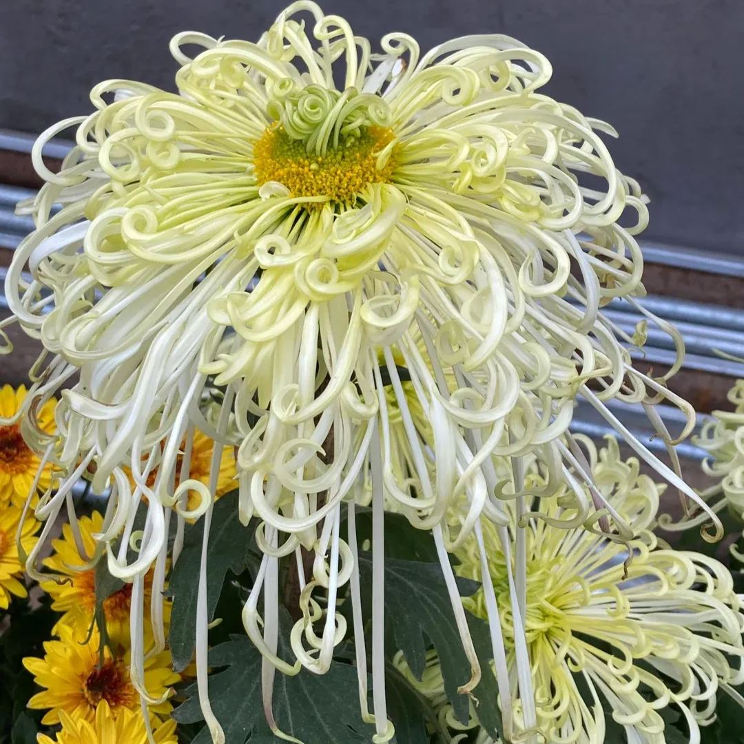 Rare  Large Chrysanthemums Seeds