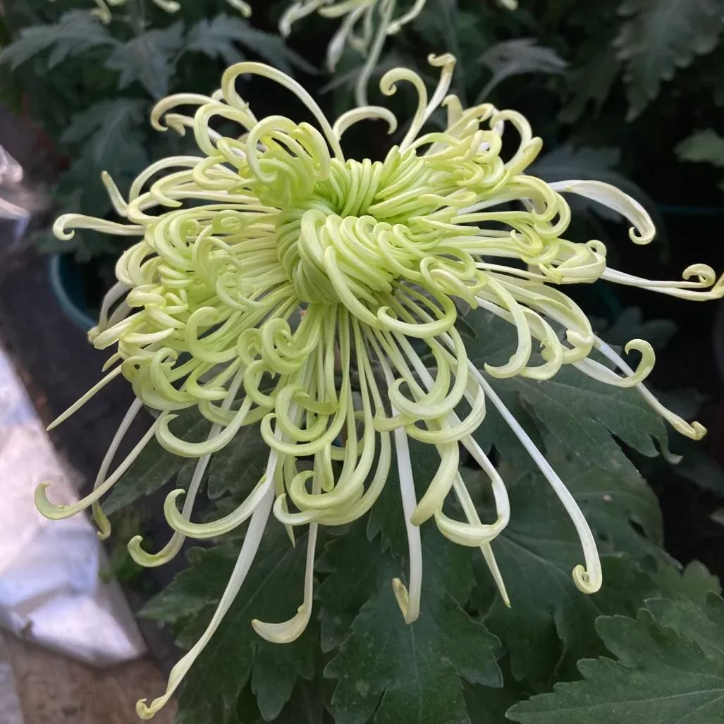 Rare  Large Chrysanthemums Seeds