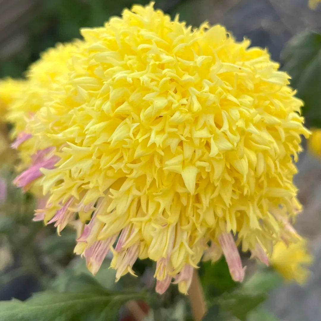 Rare  Large Chrysanthemums Seeds