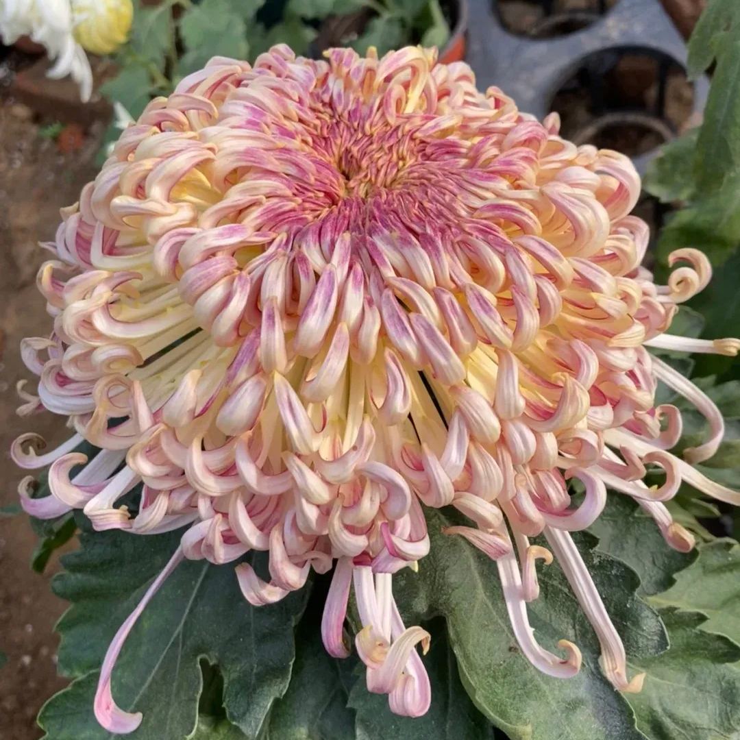 Rare  Large Chrysanthemums Seeds