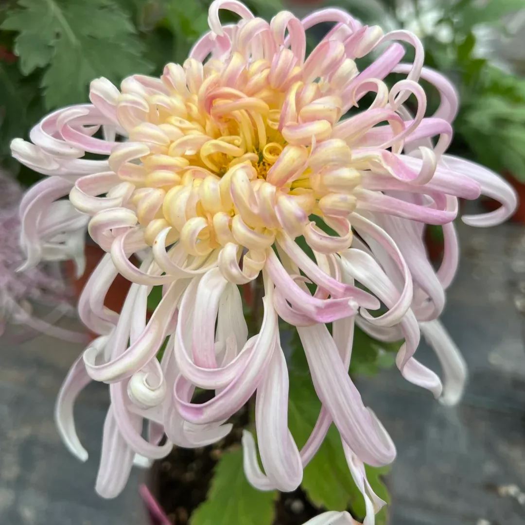 Rare  Large Chrysanthemums Seeds