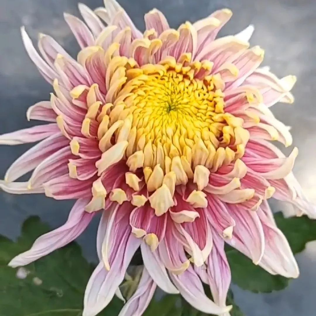 Rare  Large Chrysanthemums Seeds