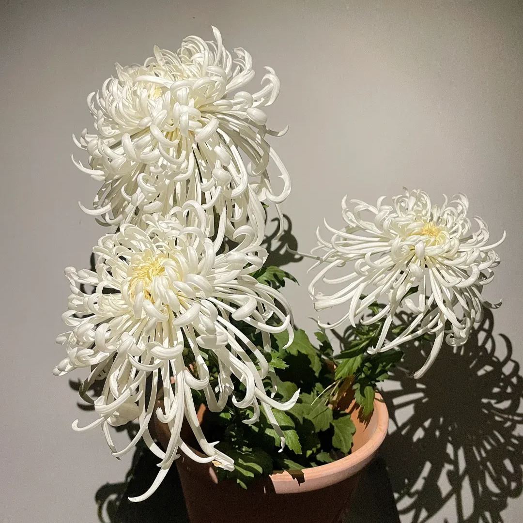 Rare  Large Chrysanthemums Seeds