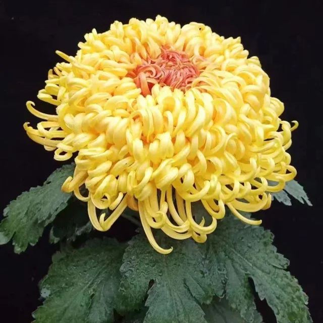 Rare  Large Chrysanthemums Seeds