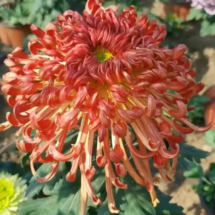 Rare  Large Chrysanthemums Seeds