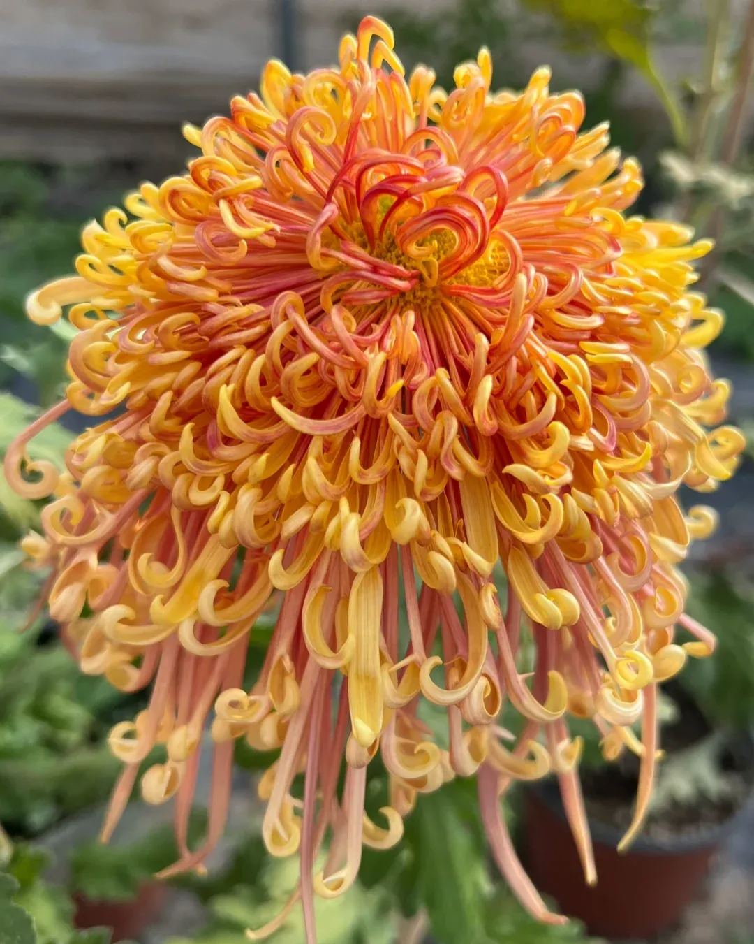 Rare  Large Chrysanthemums Seeds