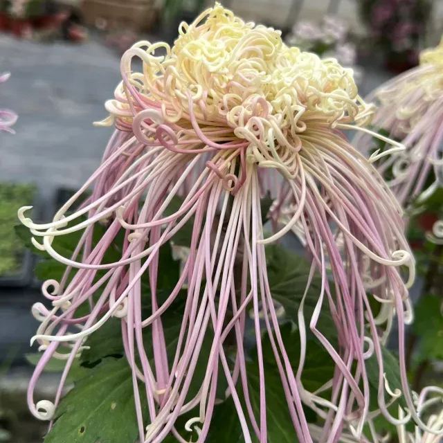Rare  Large Chrysanthemums Seeds