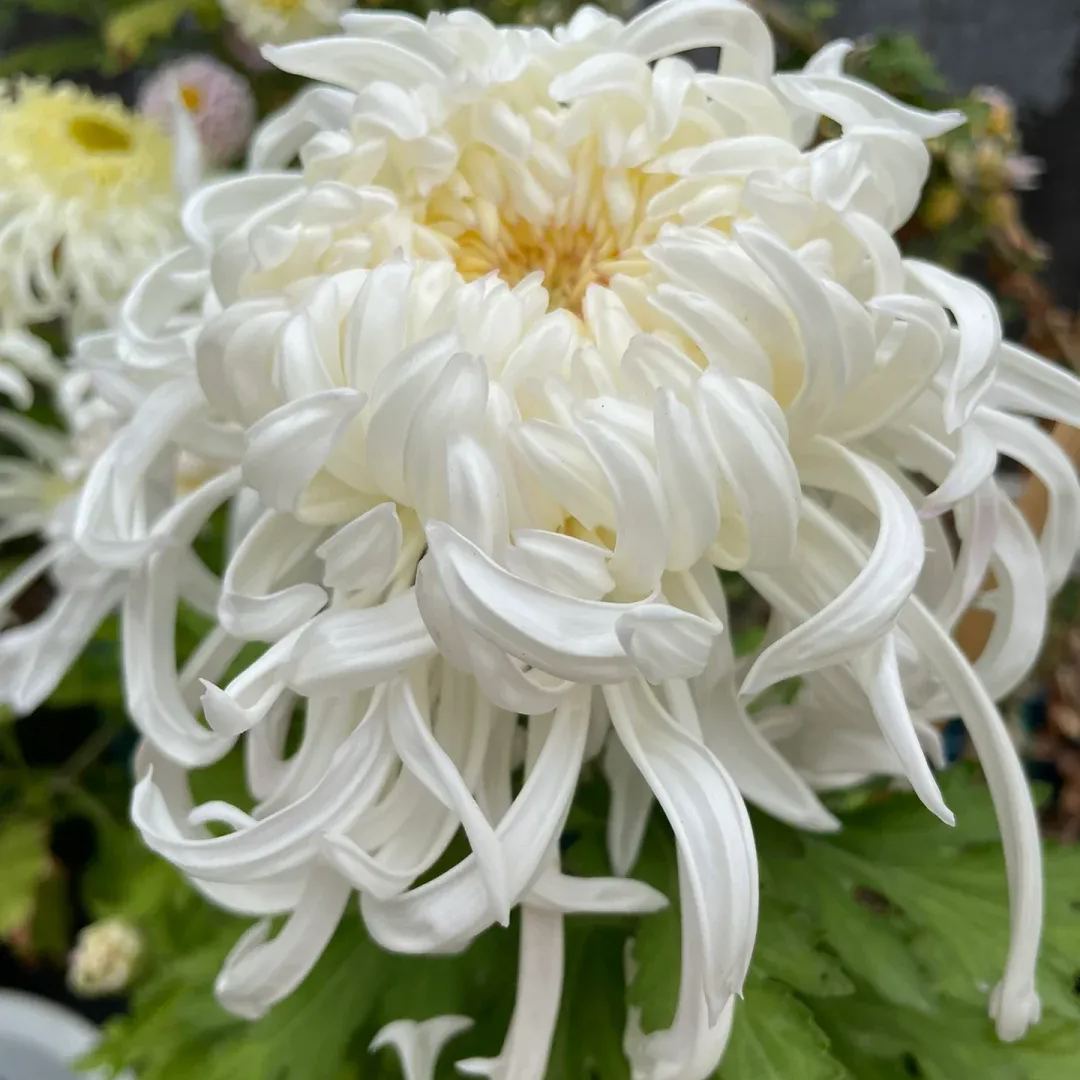 Rare  Large Chrysanthemums Seeds