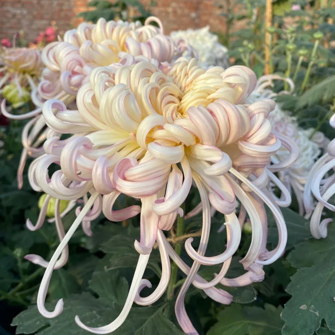Rare  Large Chrysanthemums Seeds