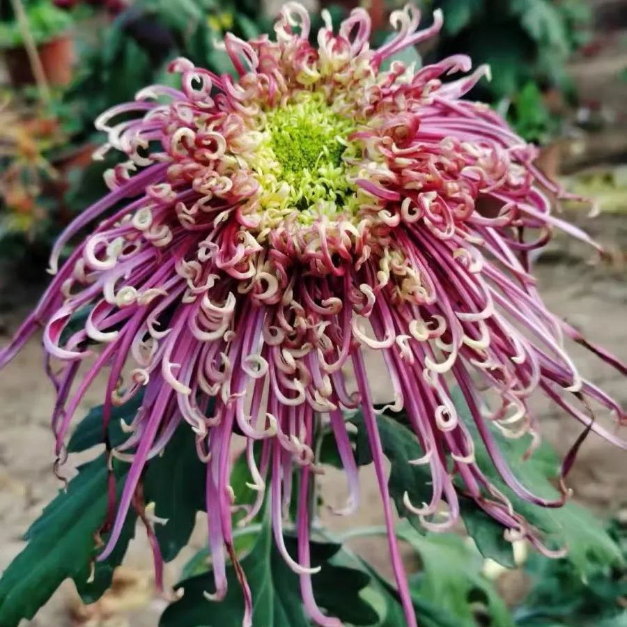 Rare  Large Chrysanthemums Seeds