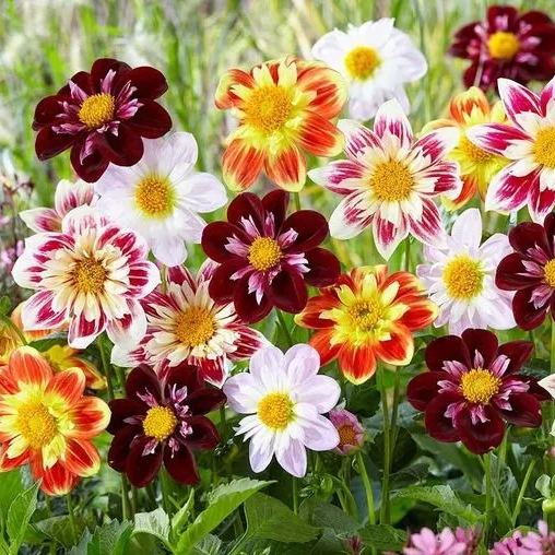 Collarette Dahlia Seeds