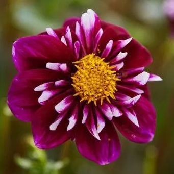 Collarette Dahlia Seeds