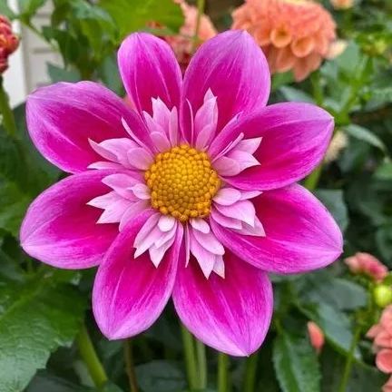 Collarette Dahlia Seeds