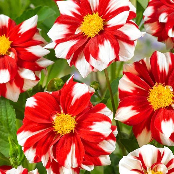 Collarette Dahlia Seeds