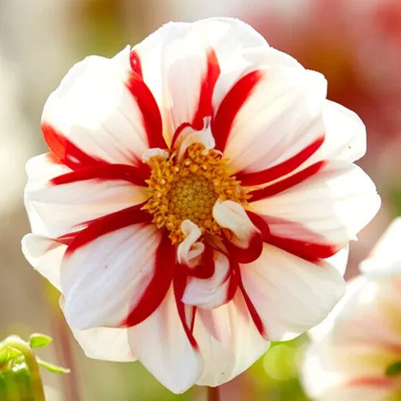 Collarette Dahlia Seeds