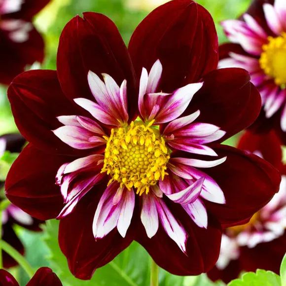 Collarette Dahlia Seeds