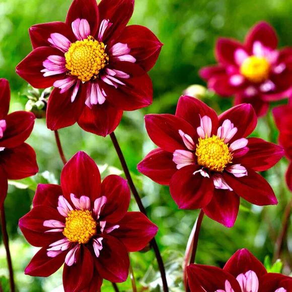 Collarette Dahlia Seeds