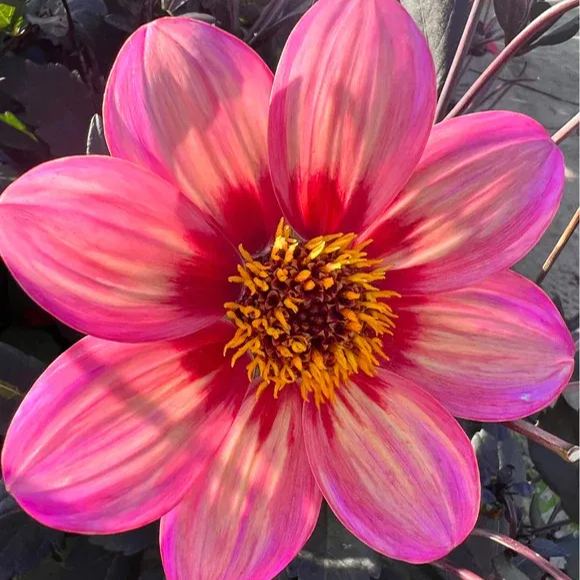 Collarette Dahlia Seeds