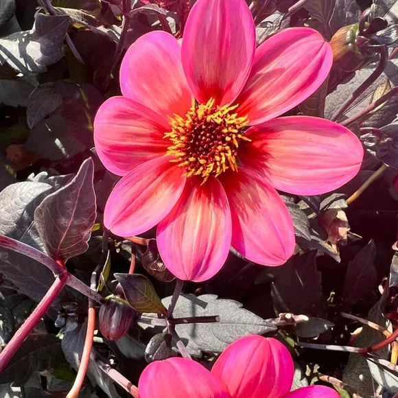 Collarette Dahlia Seeds