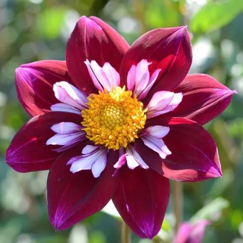 Collarette Dahlia Seeds