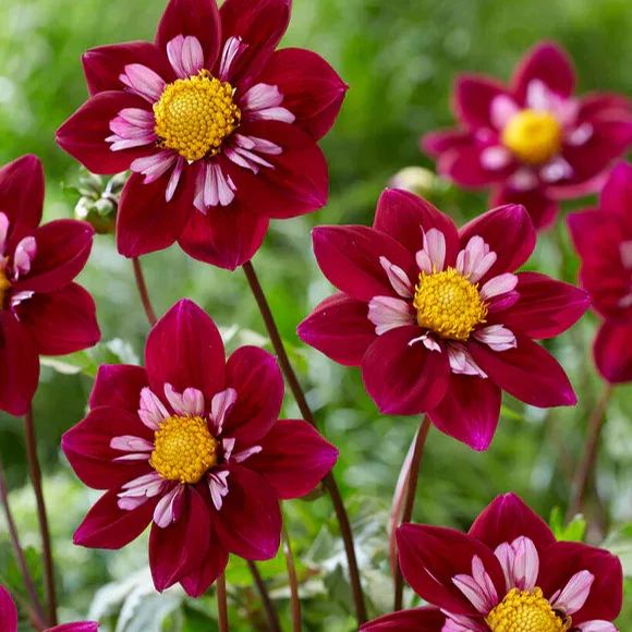Collarette Dahlia Seeds