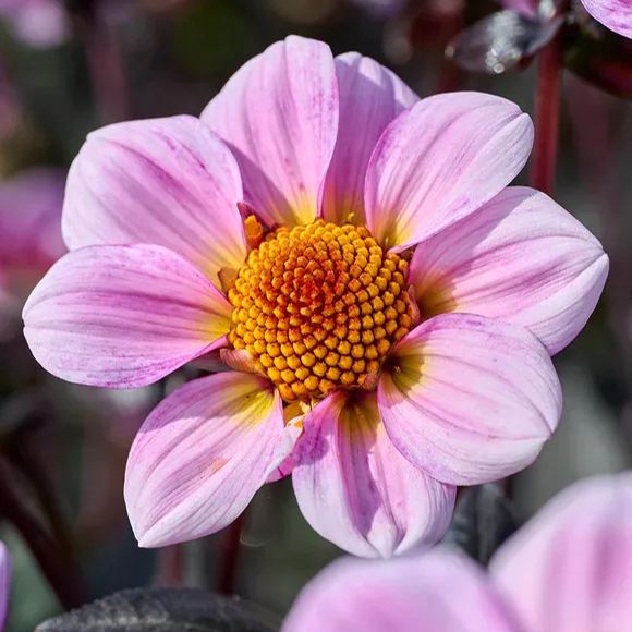 Collarette Dahlia Seeds