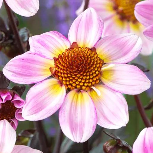 Collarette Dahlia Seeds