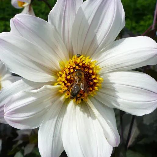 Collarette Dahlia Seeds