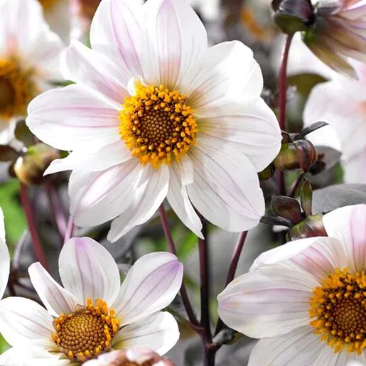 Collarette Dahlia Seeds