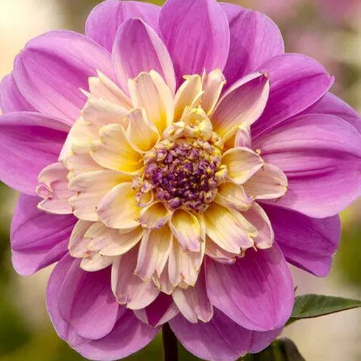 Collarette Dahlia Seeds