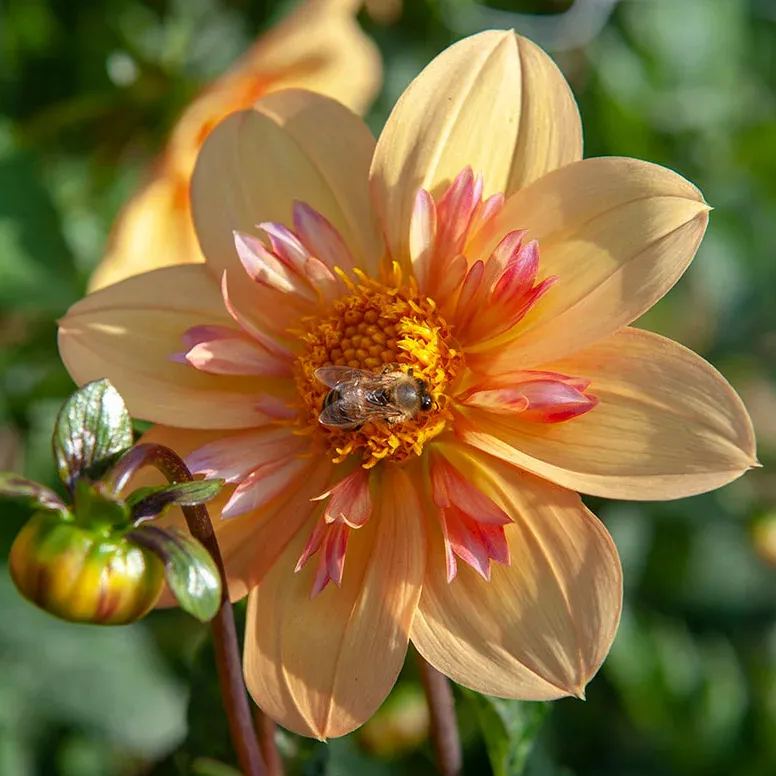 Collarette Dahlia Seeds