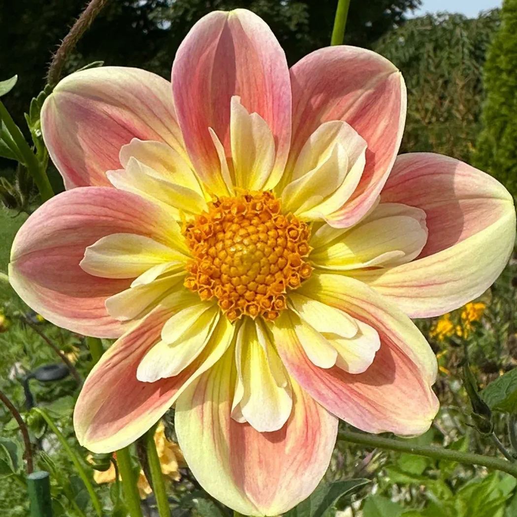 Collarette Dahlia Seeds