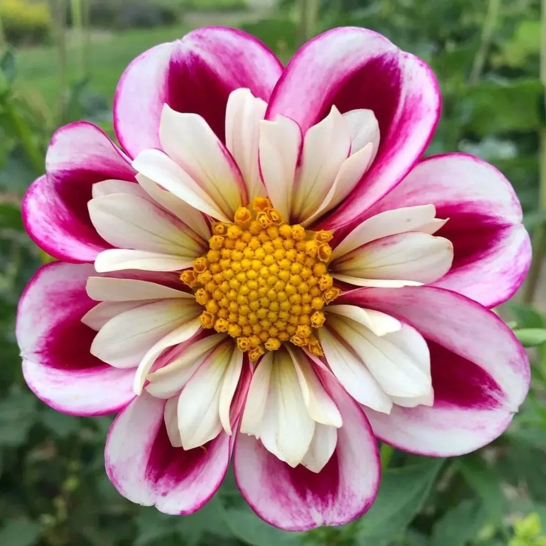 Collarette Dahlia Seeds